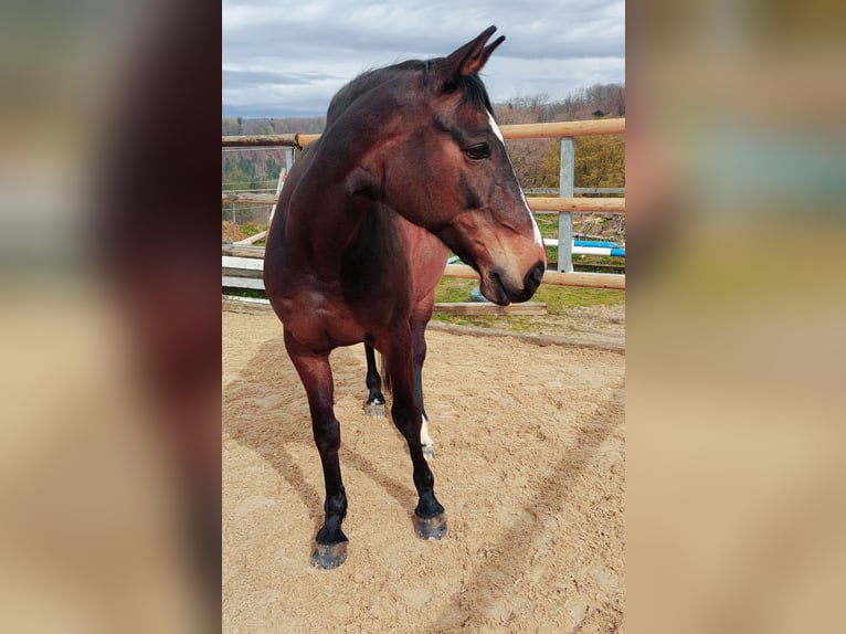 Zangersheide Giumenta 18 Anni in Gipf-Oberfrick