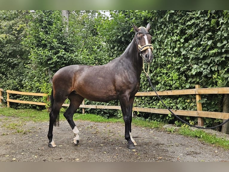 Zangersheide Giumenta 19 Anni 168 cm Baio in Aitern