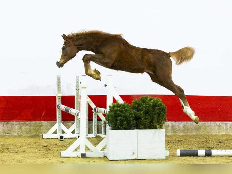 Zangersheide Giumenta 1 Anno 139 cm  in Waddinxveen
