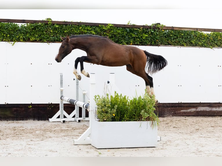 Zangersheide Giumenta 1 Anno 145 cm Baio scuro in Waddinxveen Zangersheide Giumenta 1 Anno 145 cm Baio scuro in Waddinxveen