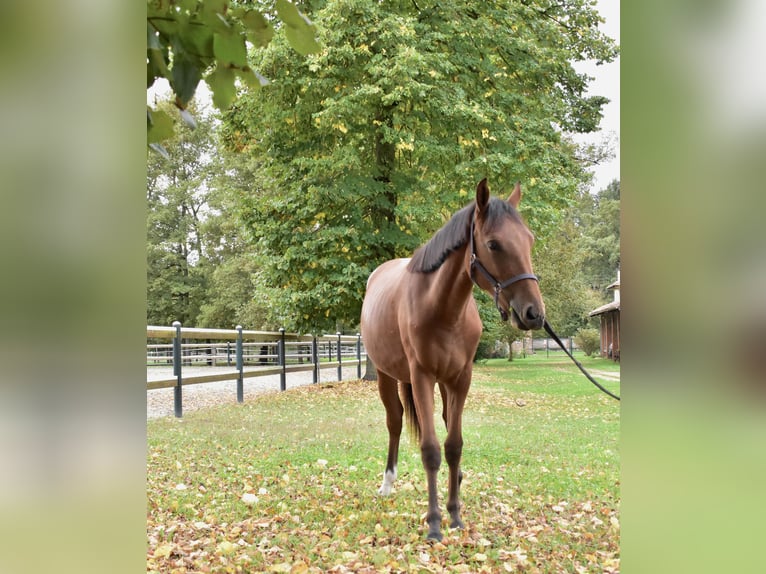 Zangersheide Giumenta 1 Anno 152 cm Baio in GROTE-BROGEL