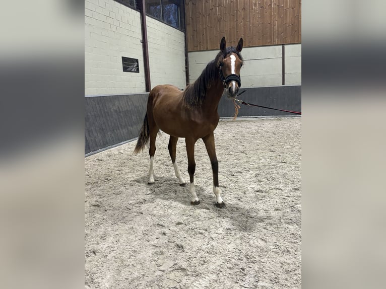 Zangersheide Giumenta 1 Anno 155 cm Baio in GROTE-BROGEL