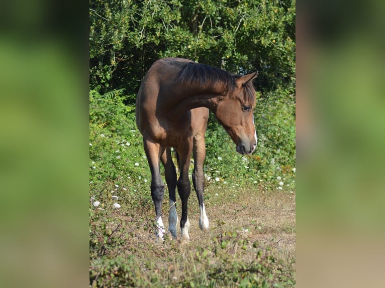 Zangersheide Giumenta 1 Anno 170 cm Baio in Murtosa
