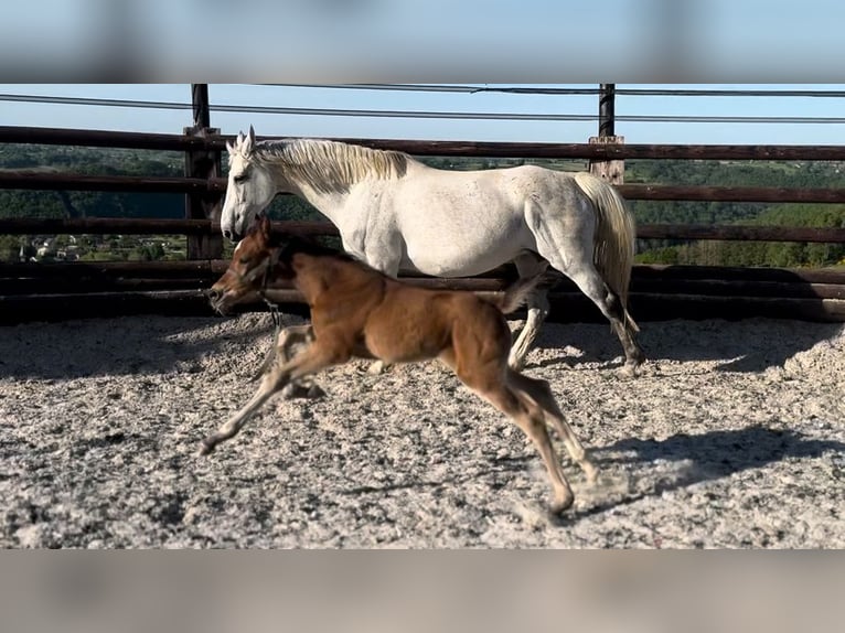 Zangersheide Giumenta 1 Anno 170 cm Baio in Liège
