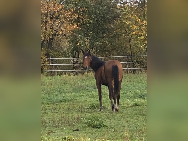 Zangersheide Giumenta 1 Anno 170 cm Baio in Olmen