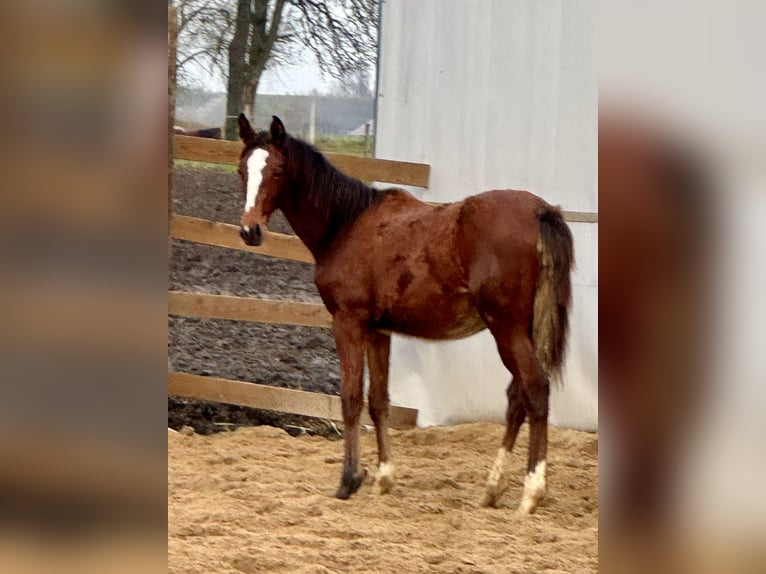 Zangersheide Giumenta 1 Anno Baio ciliegia in Świetakowo