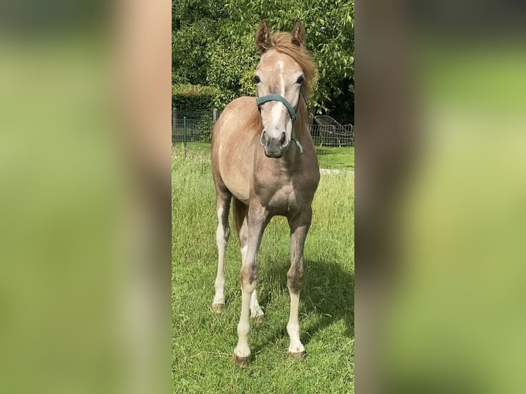 Zangersheide Giumenta 1 Anno Può diventare grigio in Beernem