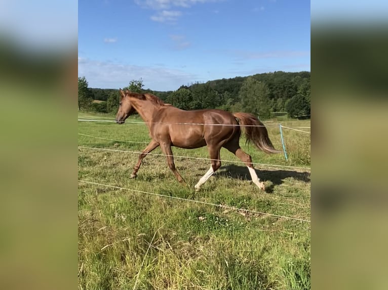 Zangersheide Giumenta 20 Anni 165 cm Sauro in Gummersbach