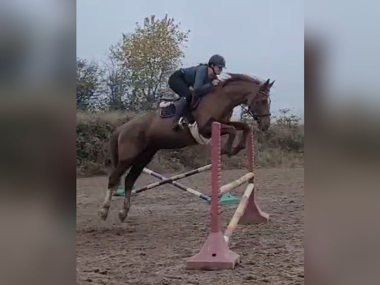 Zangersheide Giumenta 20 Anni 165 cm Sauro in Gummersbach