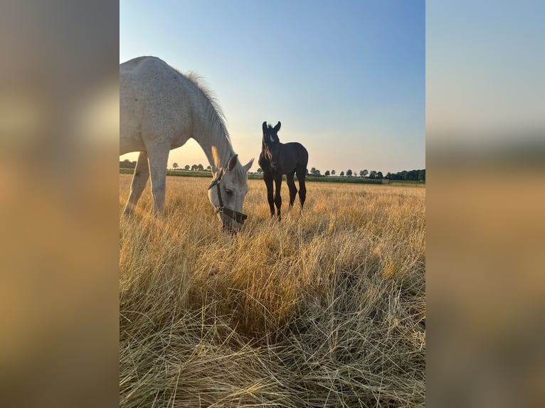 Zangersheide Giumenta 22 Anni 168 cm Grigio in Gieten