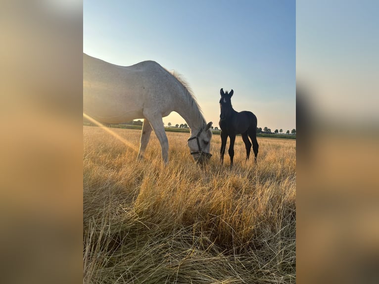 Zangersheide Giumenta 22 Anni 168 cm Grigio in Gieten