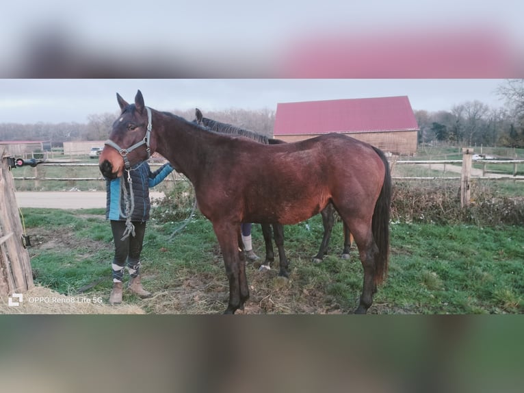Zangersheide Giumenta 2 Anni 150 cm Baio in Sommecaise