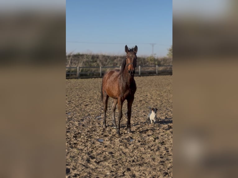 Zangersheide Giumenta 2 Anni 152 cm Baio ciliegia in radziejów