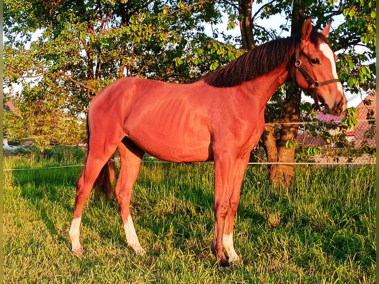 Zangersheide Giumenta 2 Anni 157 cm Baio ciliegia in Nowe Smarchowice