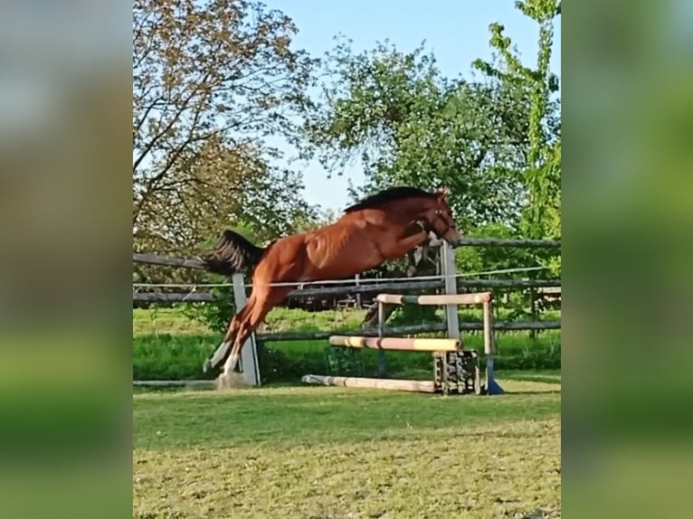 Zangersheide Giumenta 2 Anni 157 cm Baio ciliegia in Nowe Smarchowice