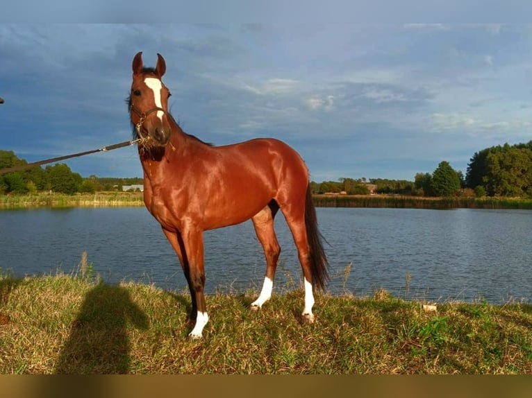 Zangersheide Giumenta 2 Anni 157 cm Baio ciliegia in Nowe Smarchowice