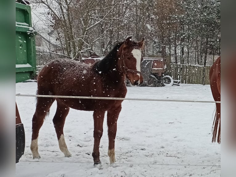 Zangersheide Giumenta 2 Anni 157 cm Baio ciliegia in Nowe Smarchowice