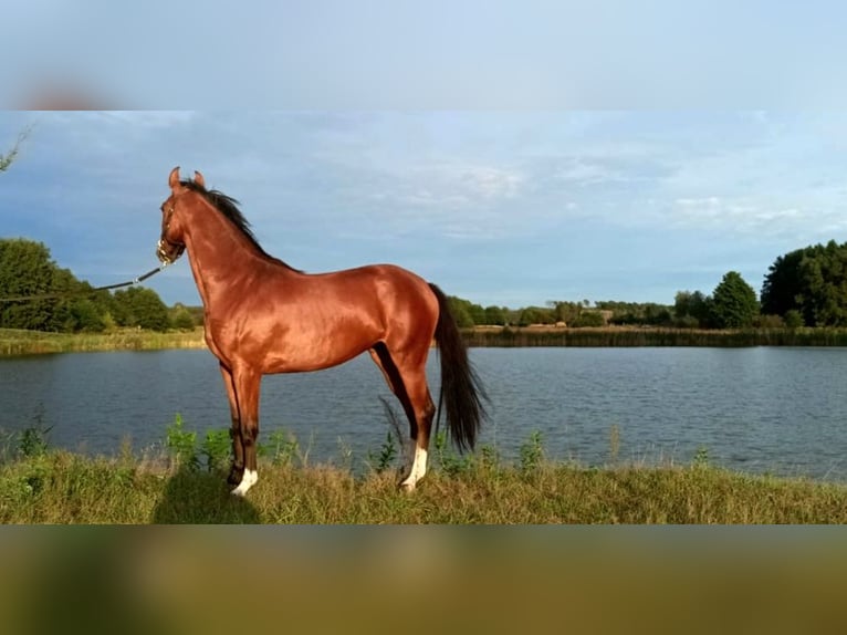 Zangersheide Giumenta 2 Anni 157 cm Baio ciliegia in Nowe Smarchowice