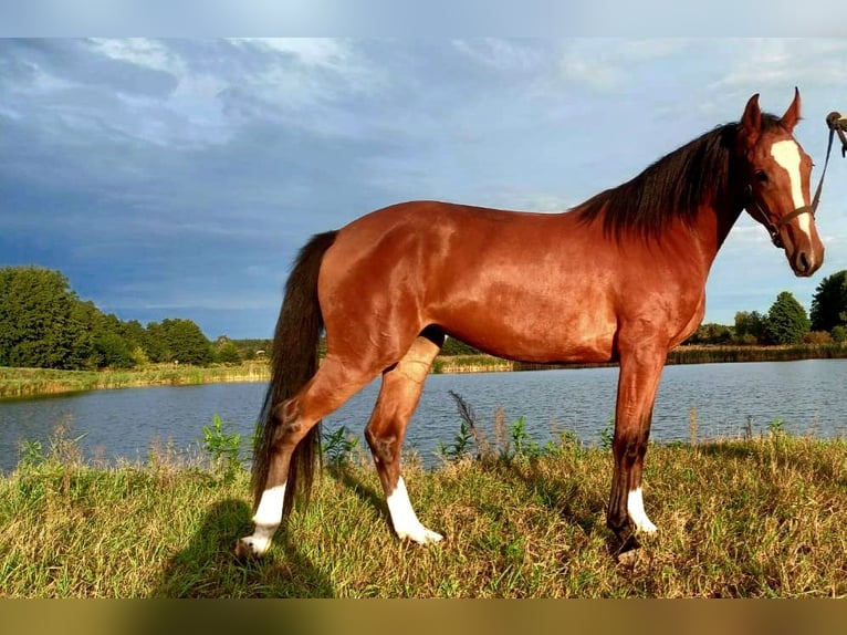 Zangersheide Giumenta 2 Anni 157 cm Baio ciliegia in Nowe Smarchowice