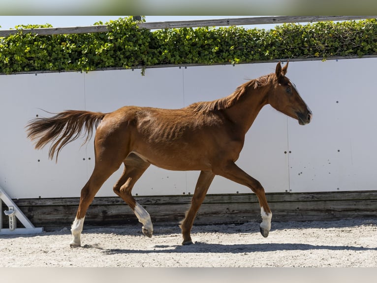 Zangersheide Giumenta 2 Anni 158 cm Baio in Waddinxveen
