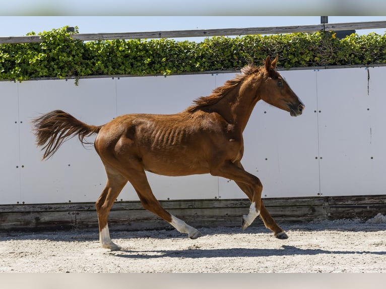 Zangersheide Giumenta 2 Anni 158 cm Baio in Waddinxveen
