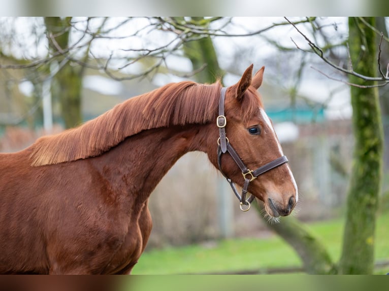Zangersheide Giumenta 2 Anni 159 cm  in GROTE-BROGEL