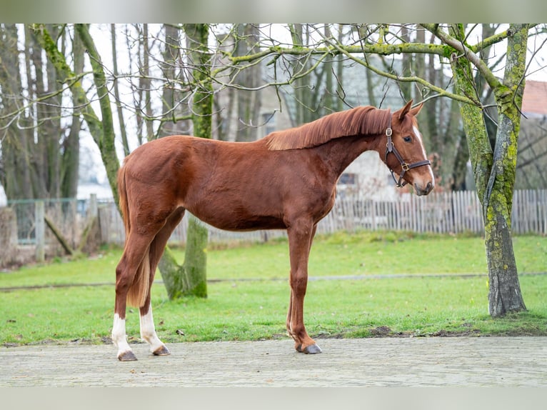 Zangersheide Giumenta 2 Anni 159 cm  in GROTE-BROGEL