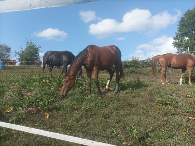 Zangersheide Giumenta 2 Anni 160 cm Baio scuro in Oberrot