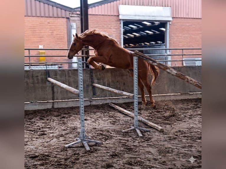 Zangersheide Giumenta 2 Anni 160 cm Sauro scuro in grez doiceau