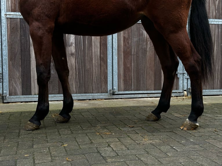 Zangersheide Giumenta 2 Anni 163 cm Baio in Bocholt