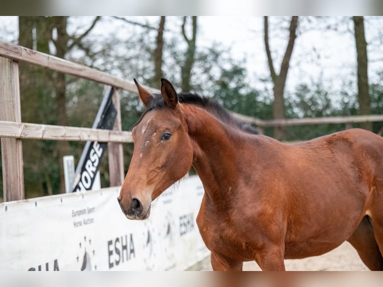 Zangersheide Giumenta 2 Anni 163 cm Baio in Bocholt