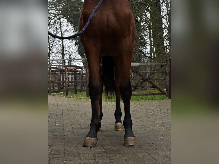 Zangersheide Giumenta 2 Anni 163 cm Baio in Bocholt