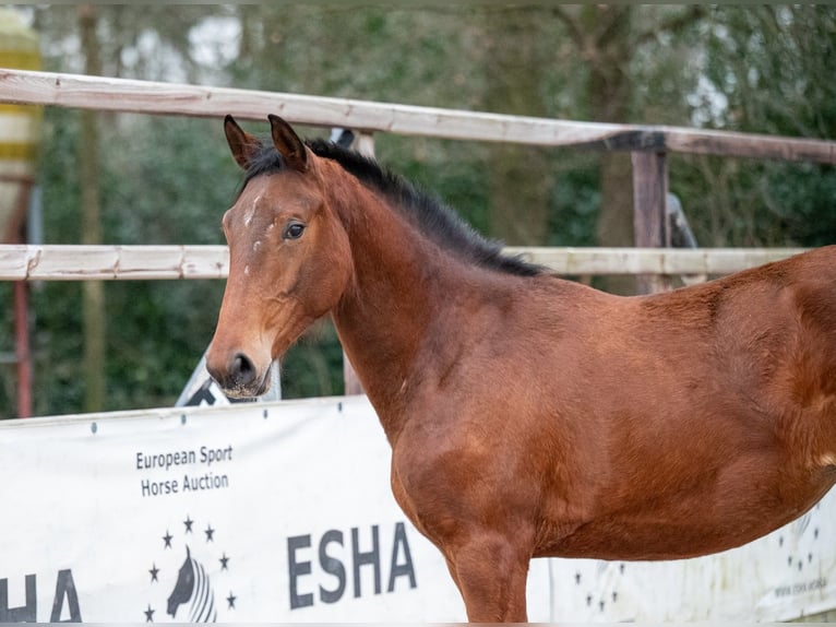 Zangersheide Giumenta 2 Anni 163 cm Baio in Bocholt