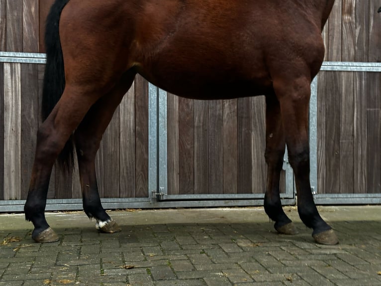 Zangersheide Giumenta 2 Anni 163 cm Baio in Bocholt