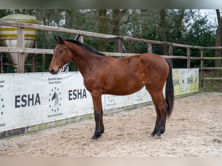 Zangersheide Giumenta 2 Anni 163 cm Baio in Bocholt