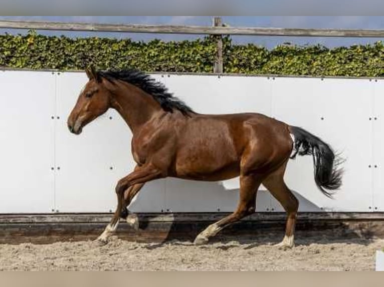 Zangersheide Giumenta 2 Anni 164 cm Baio in Waddinxveen