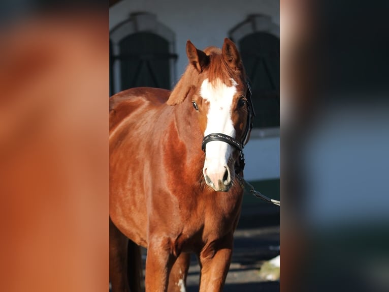 Zangersheide Giumenta 2 Anni 164 cm Sauro in Halbenrain