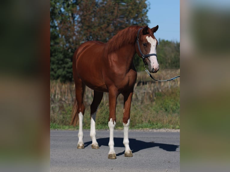 Zangersheide Giumenta 2 Anni 164 cm Sauro in Borsdorf