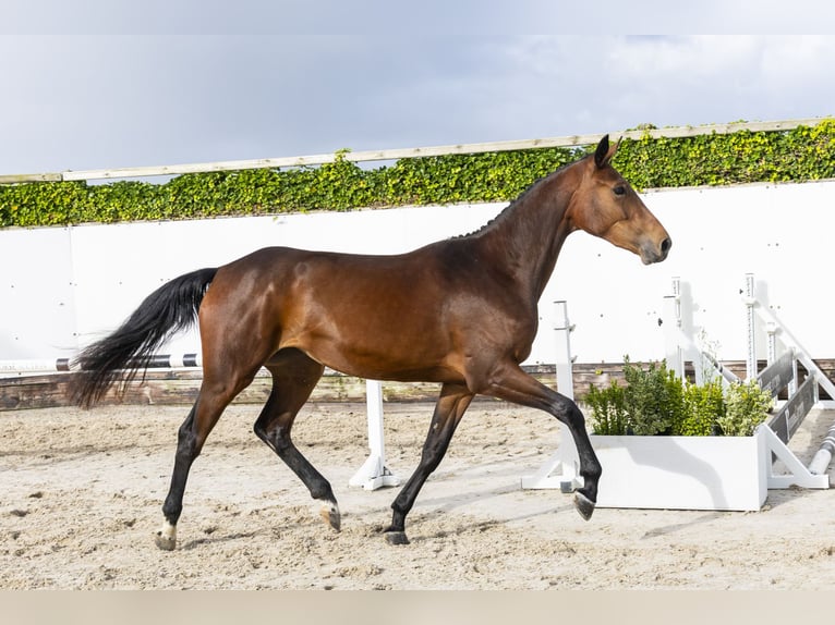 Zangersheide Giumenta 2 Anni 165 cm Baio in Waddinxveen