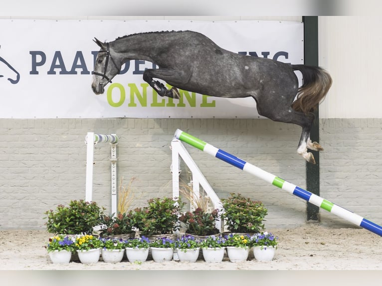 Zangersheide Giumenta 2 Anni 166 cm Grigio in Heerde