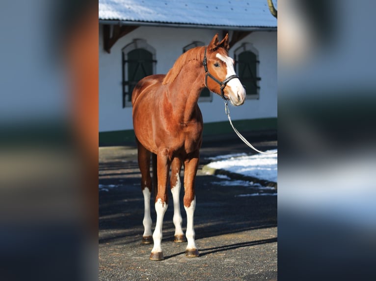 Zangersheide Giumenta 2 Anni 166 cm Sauro in Halbenrain