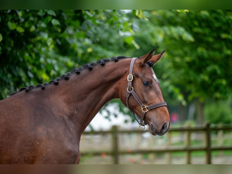 Zangersheide Giumenta 2 Anni 167 cm Baio in GROTE-BROGEL