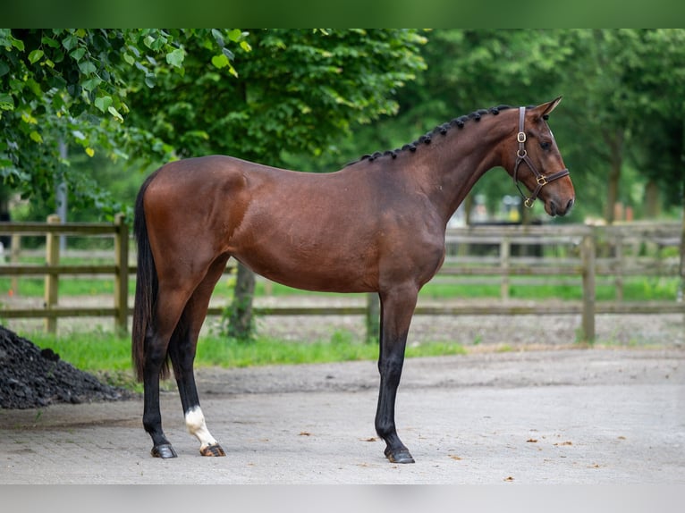 Zangersheide Giumenta 2 Anni 167 cm Baio in GROTE-BROGEL