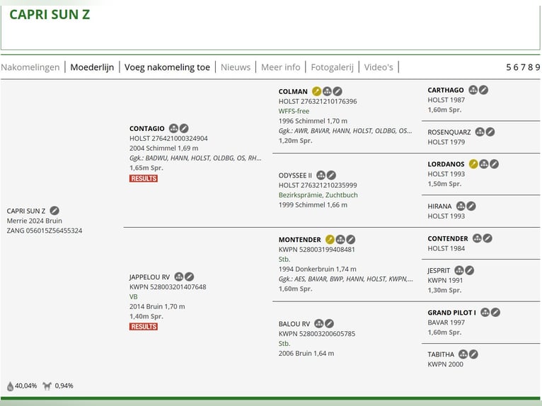 Zangersheide Giumenta 2 Anni 167 cm Baio chiaro in Swarzędz