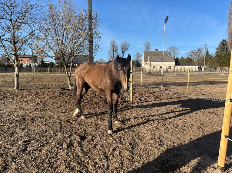 Zangersheide Giumenta 2 Anni 167 cm Baio chiaro in Swarzędz