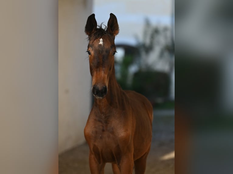 Zangersheide Giumenta 2 Anni Baio in Bayerisch Gmain