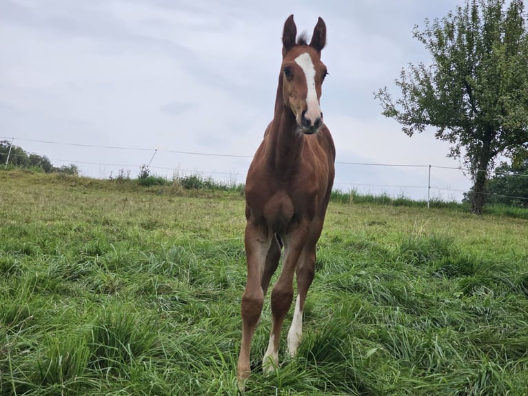 Zangersheide Giumenta 2 Anni Baio in Reichelsheim