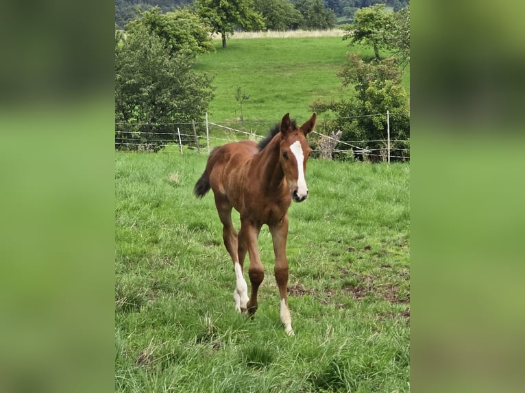 Zangersheide Giumenta 2 Anni Baio in Reichelsheim