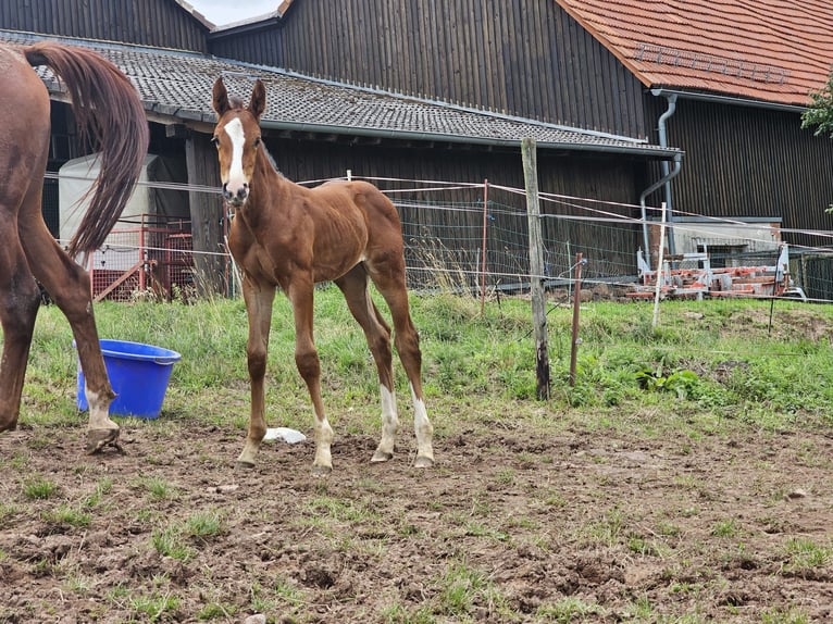 Zangersheide Giumenta 2 Anni Baio in Reichelsheim