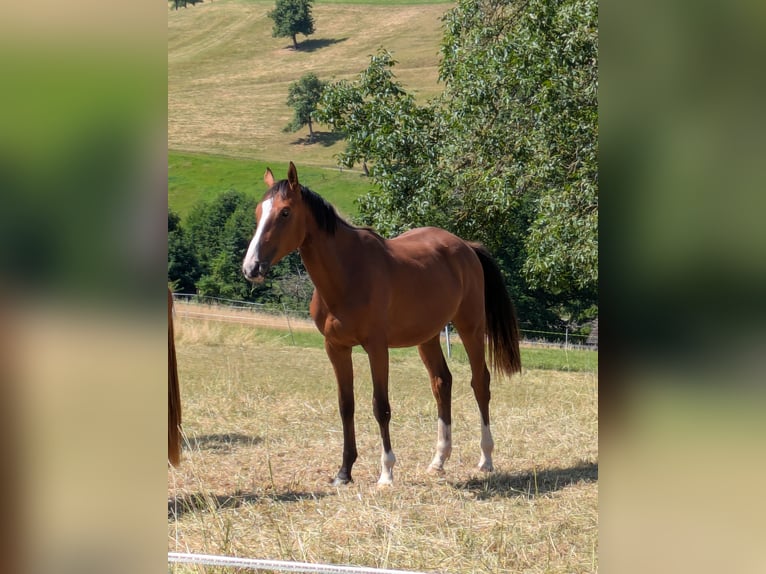 Zangersheide Giumenta 2 Anni Baio in Reichelsheim